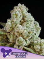 Privileged Baddie + Sativa + Anesia Seeds