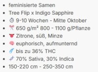 Privileged Baddie + Sativa + Anesia Seeds