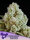 Privileged Baddie + Sativa + Anesia Seeds