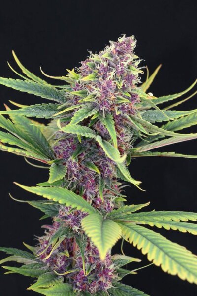 Purple Kush + Indica + Kannabia Seed Company