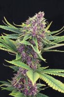 Purple Kush + Indica + Kannabia Seed Company