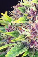 Purple Kush + Indica + Kannabia Seed Company