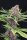 Purple Kush + Indica + Kannabia Seed Company