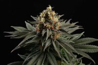 Sativa Dream + Sativa + Kannabia Seed Company