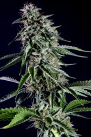RS11 + Indica + Kannabia Seed Company