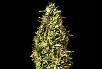 Runtz Auto + Hybrid + Kannabia Seed Company