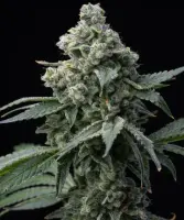 Bruce Banner + Hybrid + Barneys Farm