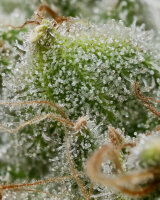 Bruce Banner + Hybrid + Barneys Farm
