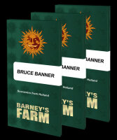 Bruce Banner + Hybrid + Barneys Farm