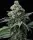 Bruce Banner + Hybrid + Barneys Farm