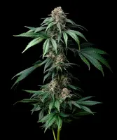 Mendo Breath + Indica + Barneys Farm
