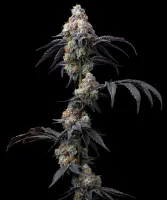 Rainbow Sherbet + Hybrid + Barneys Farm