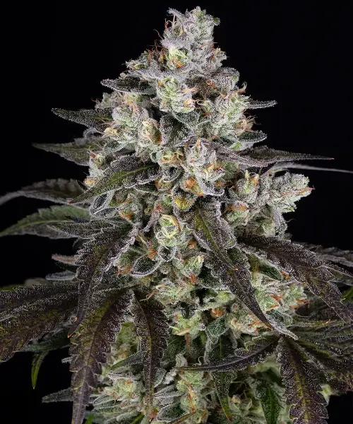Trainwreck + Sativa + Barneys Farm