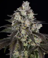 Trainwreck + Sativa + Barneys Farm