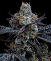 White Runtz + Hybrid + Barneys Farm