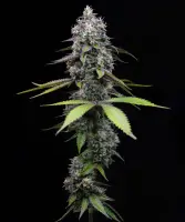 ZOAP + Hybrid + Barneys Farm