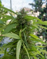 Northern Lights + Indica + SaarSeeds