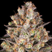 Hindu Kush + Indica + Barneys Farm