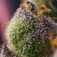 Hindu Kush + Indica + Barneys Farm