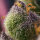 Hindu Kush + Indica + Barneys Farm