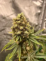 Lemon Cherry Gelato Auto 5er Pack + Hybrid + SaarSeeds