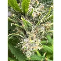 London Pound Cake Auto 5er Pack + Indica + SaarSeeds