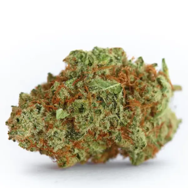 Strawberry Cough Auto 5er Pack + Sativa + SaarSeeds