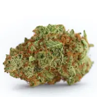 Strawberry Cough Auto 5er Pack + Sativa + SaarSeeds