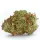 Strawberry Cough Auto 5er Pack + Sativa + SaarSeeds