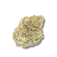 OG Kush Auto 5er Pack + Indica + SaarSeeds