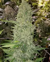 Gas Face Auto 5er Pack + Indica + SaarSeeds