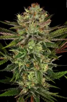 Chocolope Auto 5er Pack + Sativa + SaarSeeds