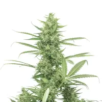Amnesia Haze Auto 5er Pack + Sativa + SaarSeeds