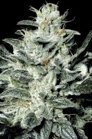 Gas Face 5er Pack + Indica + SaarSeeds