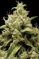 OG Kush 5er Pack + Indica + SaarSeeds