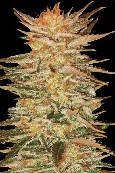 Lemon Cherry Gelato 5er Pack + Hybrid + SaarSeeds