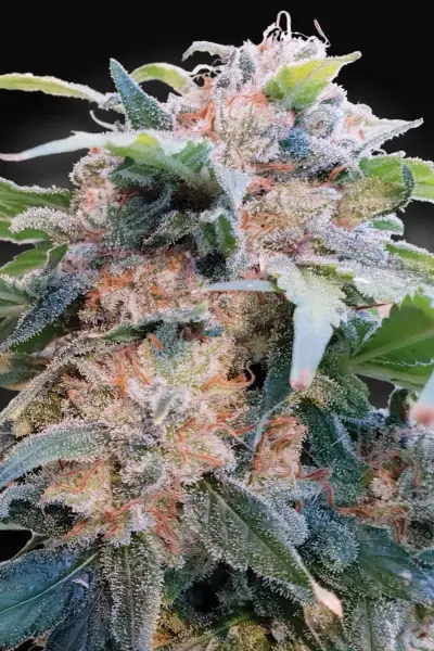 CBDream+ Paradise Seeds