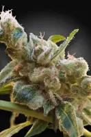 CBDrelax+Paradise Seeds