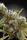 CBDrelax+Paradise Seeds