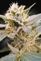 CBDelight + Paradise Seeds