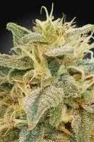 CBDrelief + Paradise Seeds