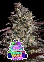Think Tank Auto + Indica + Anesia Seeds
