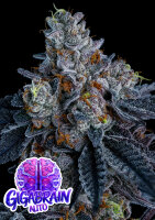 Giga Brain Auto + Hydbid + Anesia Seeds