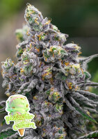 Pistachio Snow Cream + Indica + Anesia Seeds