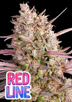 Red Line + Indica + bis 37%  + Anesia Seeds