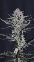 Mendo Guava Auto + Hybrid + Fast Buds