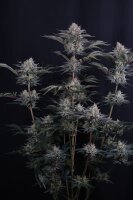 Mendo Frost Auto + F1 Hybrif + Fast Buds
