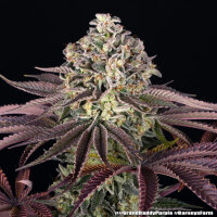 GrandDaddy Purple + Barneys Farm