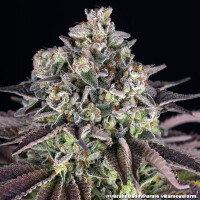 GrandDaddy Purple + Barneys Farm