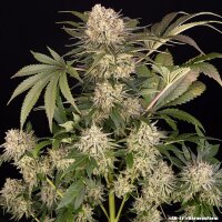 AK-47 + Sativa +  Barneys Farm